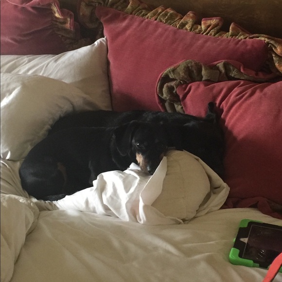 DOG FRIENDLY ENVIRONMENT😂 - Picture 8 of 16